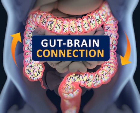 Gut-brain Connection Or Gut Brain Axis. Concept Art Showing A Connection From The Gut To The Brain.