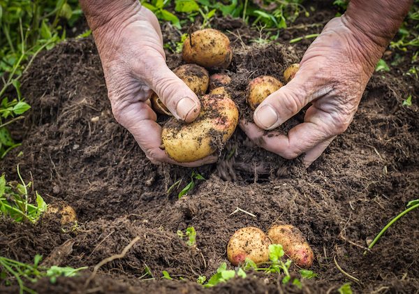 Male hands harvesting fresh organic potatoes from soil, working hands