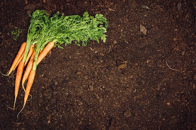Raw, natural food background. Vegetables, carrot top view on natural soil background. Photograph taken from above, with dirt, soil. Vintage gardening concept with copy space