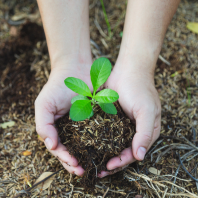 A woman’s hands holding a green sprout in fertile soil.