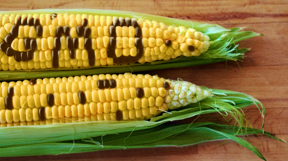 genetically modified organisms