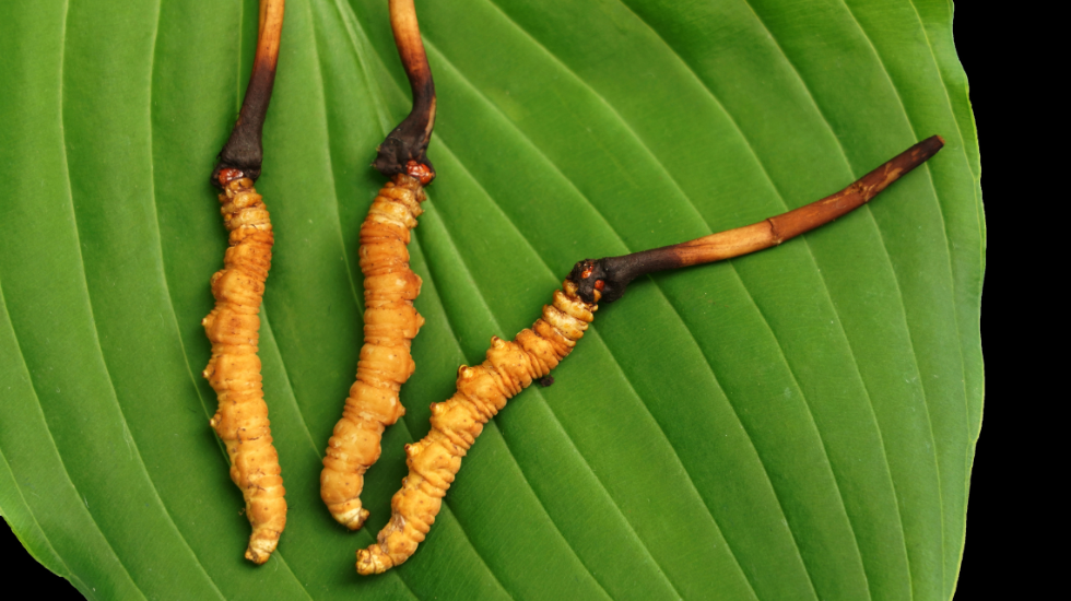 Cordyceps medicinal mushroom