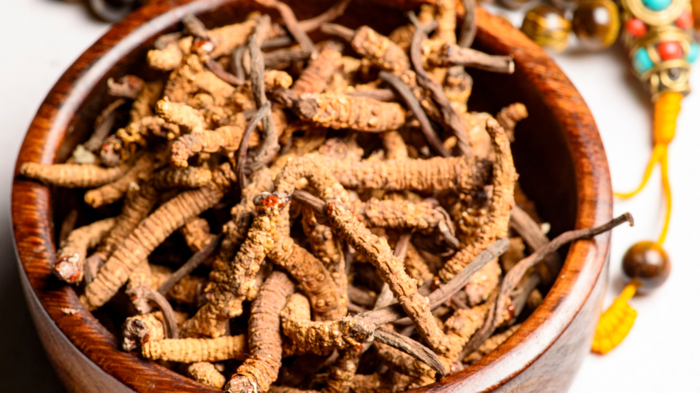 Cordyceps Mushroom