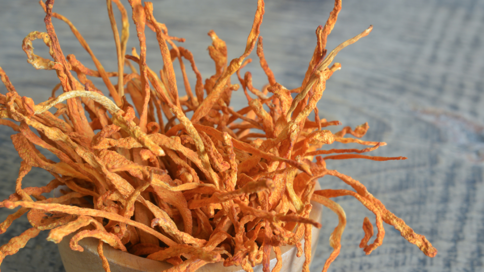 Cordyceps Militaris 